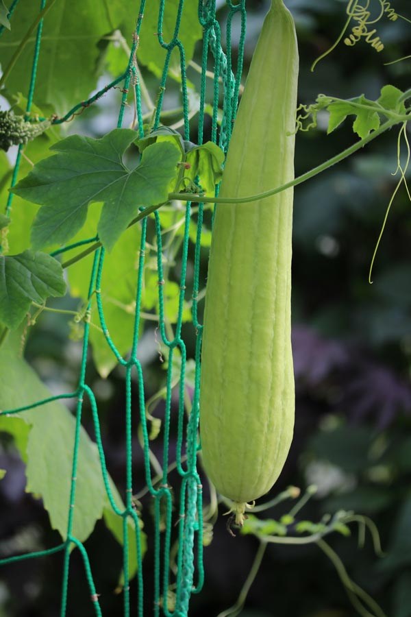 Luffa operculata (Luffa, Schwammgurke)