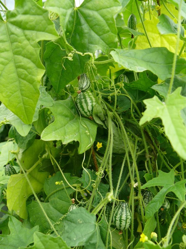 Melothria scabra (Mexikanische Mini-Gurke)