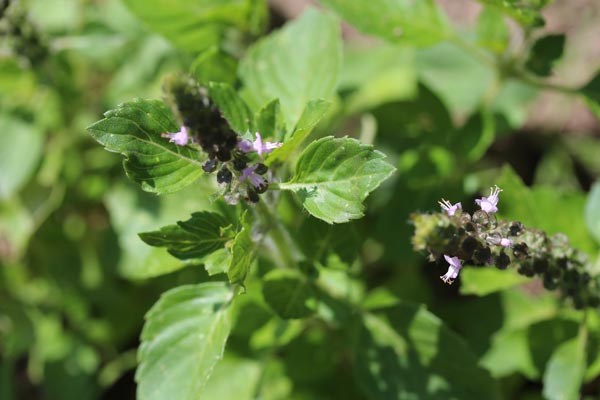 Ocimum canum (Basilikum, Wildes-)