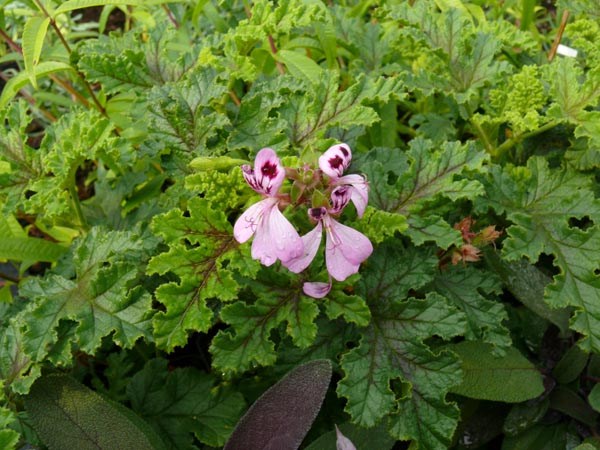 Pelargonium quercifolium (Pfeffergeranie, 'Royal Oak')