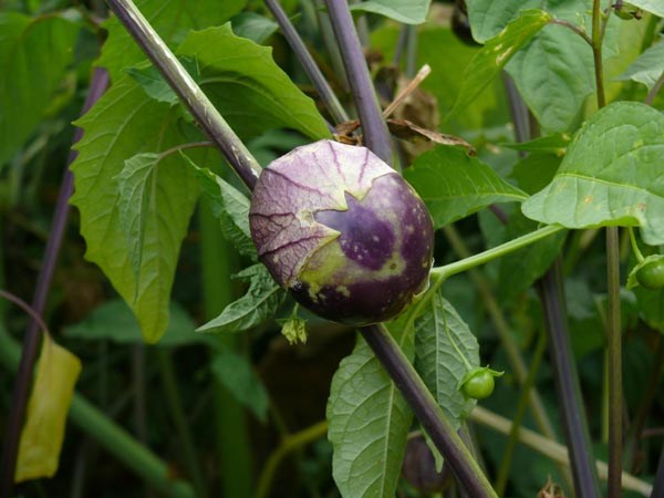 Physalis ixocarpa (Tomatillo, 'Purple')