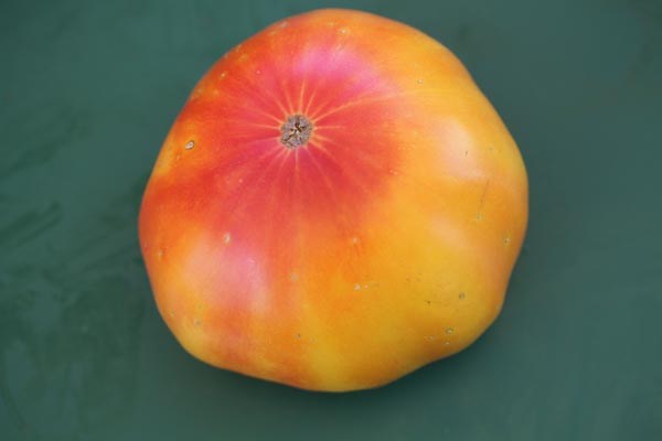Solanum lycopersicum (Tomate, 'Big Rainbow')