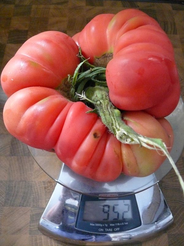 Solanum lycopersicum (Tomate, 'Paprikaförmige')