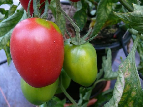 Solanum lycopersicum (Tomate, 'Rote Zora')