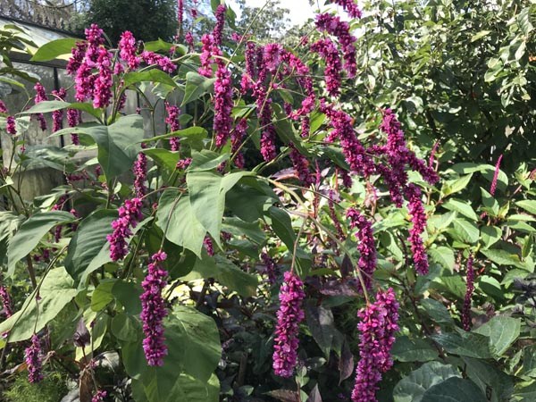 Persicaria orientalis 'Kiss-me-over-the-garden-gate' (Orientalischer Knöterich)