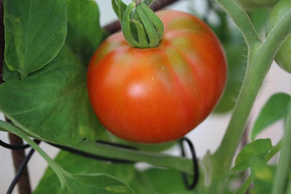 Solanum lycopersicum (Tomate, 'Balkonstar')