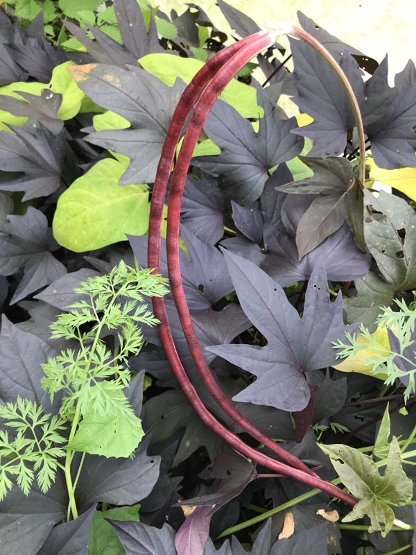 Vigna unguiculata (Bohne, Schlangen-, 'Red Noodle')