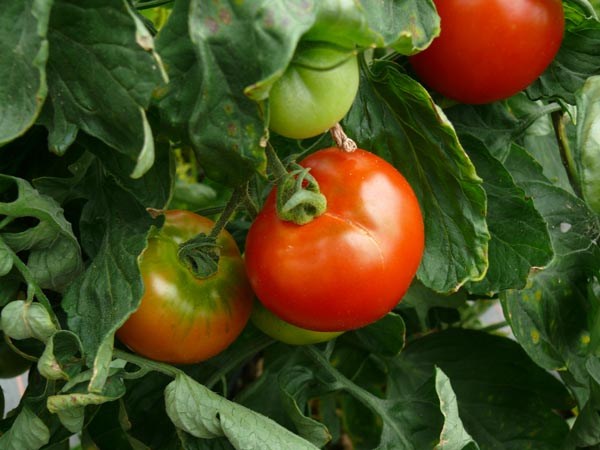 Solanum lycopersicum (Tomate, 'Dubok')