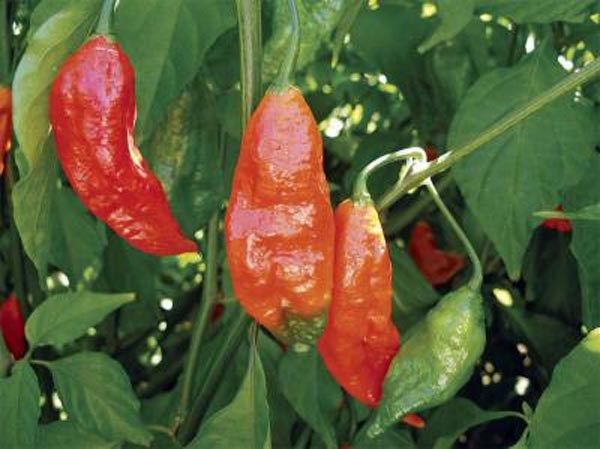 Capsicum chinense (Chili, 'Naga Jolokia')