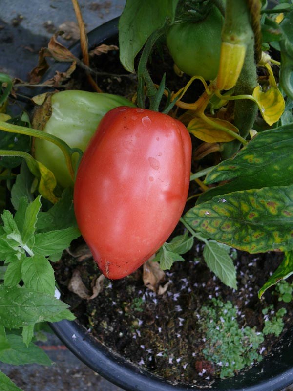 Solanum lycopersicum (Tomate, 'Vater's Himbeerrote')