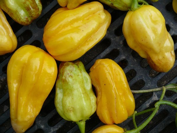 Capsicum chinense (Chili, Habanero gelb)