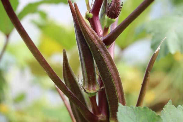 Abelmoschus esculentus sp. (Okra, rot)