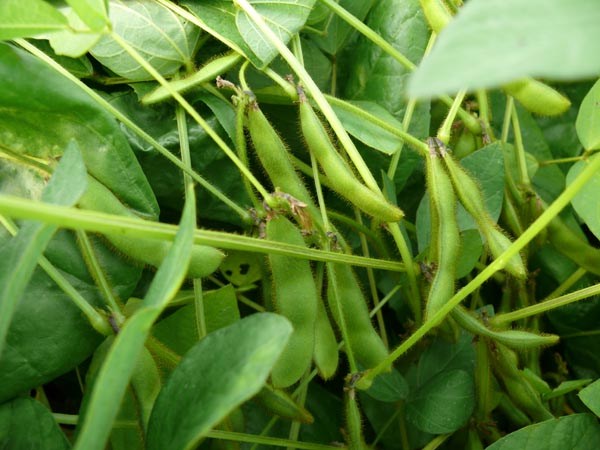 Glycine max (Sojabohne, 'Jet Black')