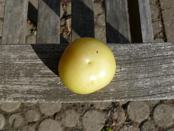 Physalis ixocarpa (Tomatillo, 'Mexikanische Gelbe')