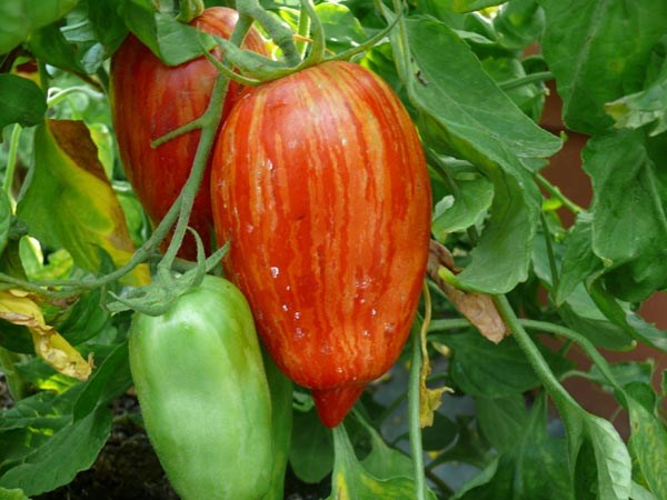 Solanum lycopersicum (Tomate, 'Speckled Roman')