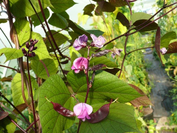 Dolichos lablab (Helmbohne)