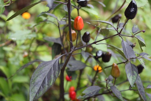 Capsicum frutescens (Chili, 'Peruvian Purple')