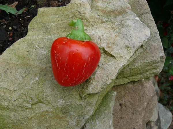 Capsicum annuum (Paprika, 'Sweet Cherry')