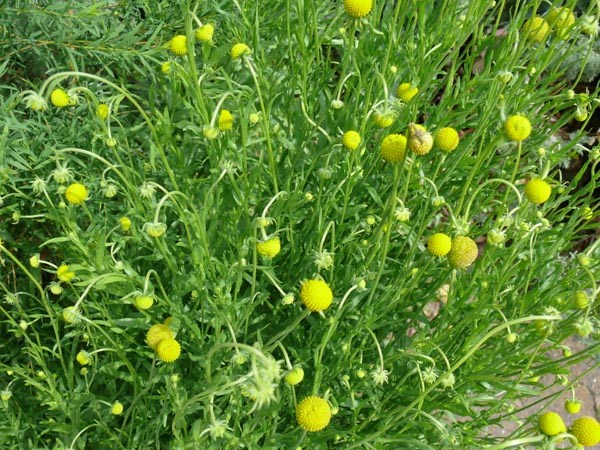 Cephalophora aromatica (Apfelduft-Pflanze)