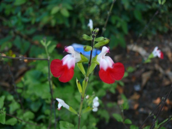 Salvia microphylla 'Hot Lips' (Lippenstift-Salbei)