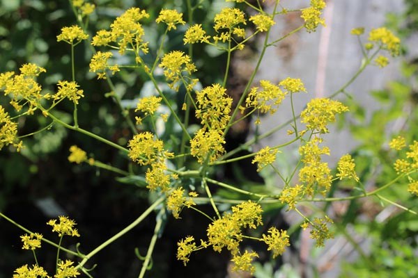 Isatis tinctoria (Färberwaid)