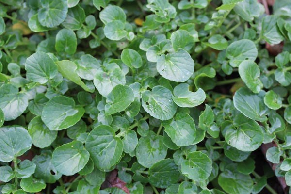 Barbarea verna (praecox) (Frühlings- Barbarakraut)