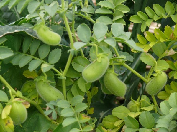 Cicer arietinum (Kichererbse)
