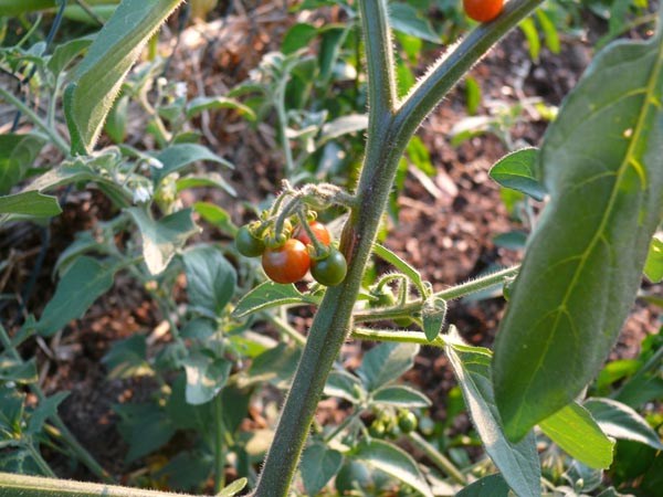 Solanum luteum (Oranger Nachtschatten)