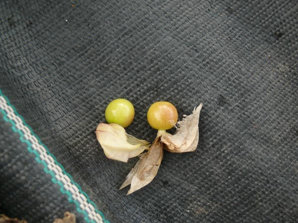 Physalis angulata (Mullaca)