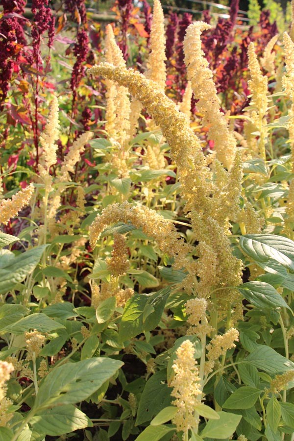 Amaranthus spec. (Amaranth, Popp-, 'Alegria')
