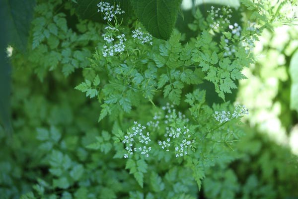 Anthriscus cerefolium (Kerbel)