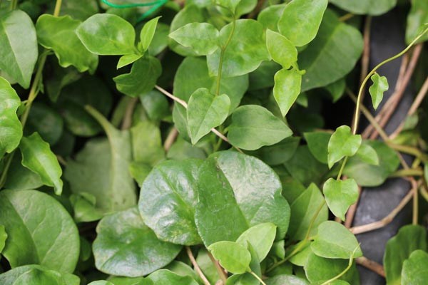 Anredera cordifolia (Madeirawein)