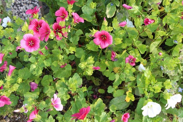 Malope trifida (Sommermalve)