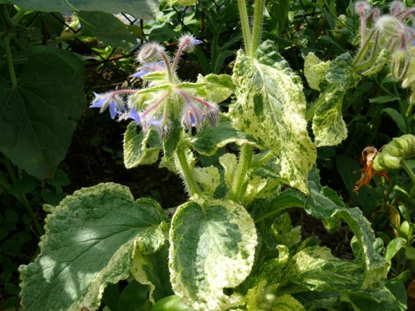 Borago officinalis 'Variegated' (Buntlaubiger Borretsch)