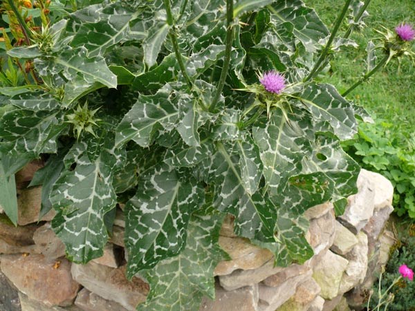 Silybum marianum (Mariendistel)