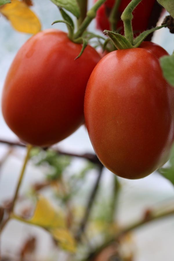 Solanum lycopersicum (Tomate, 'De Berao')