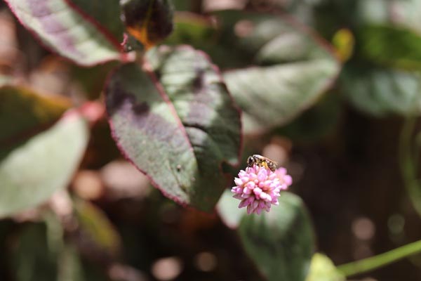 Polygonum capitatum (Knöpfchen-Knöterich)