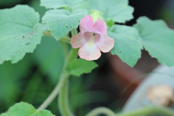 Proboscidea louisianica (Teufelklaue)