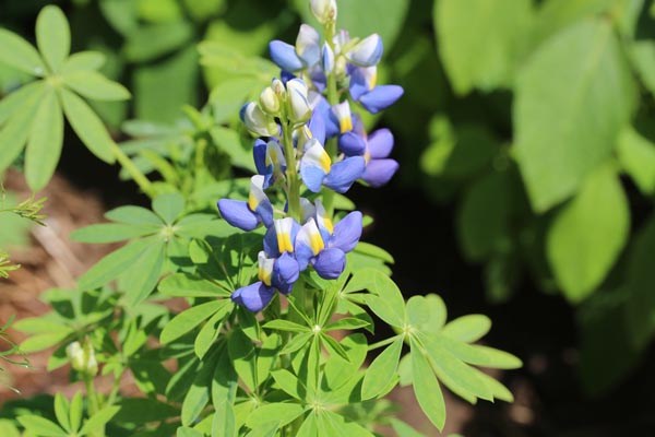 Lupinus mutabilis (Anden-Lupine, Tarwi)