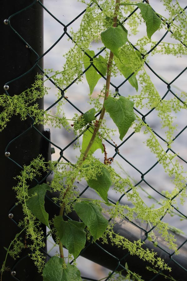 Hablitzia tamnoides (Kaukasischer Rankspinat)