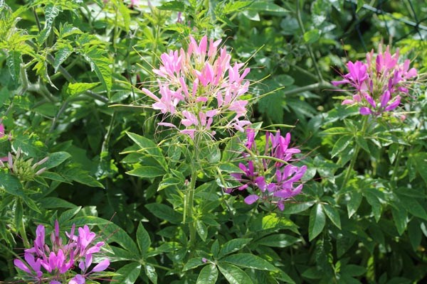 Cleome spinosa (Spinnenblume)