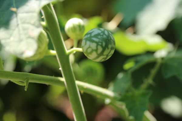 Solanum khasianum (Indischer Nachtschatten)