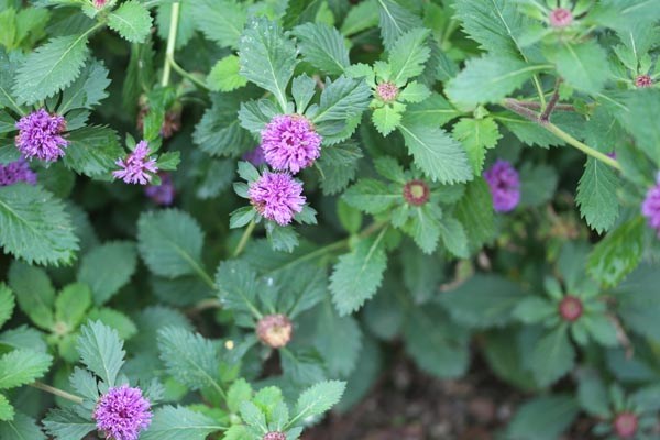 Centratherum intermedium (Ananasblume)