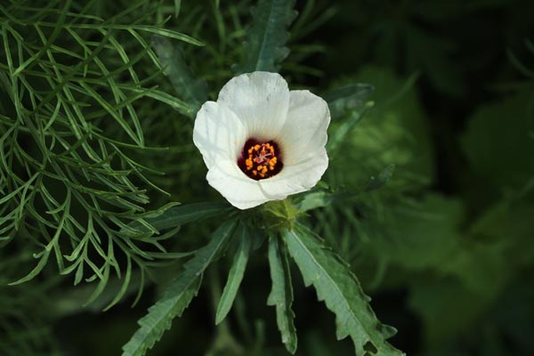 Hibiscus trionum (Stundenblume)