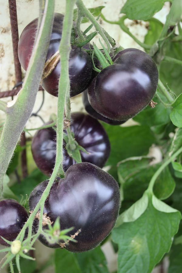 Solanum lycopersicum (Tomate, 'Black Beauty')