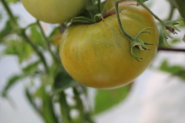 Solanum lycopersicum (Tomate, 'Ananas Verte')
