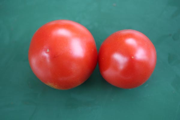 Solanum lycopersicum (Tomate, 'Burpee's Long Keeper')