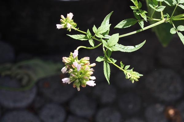Cedronella triphylla syn. canariensis (Balsamstrauch)