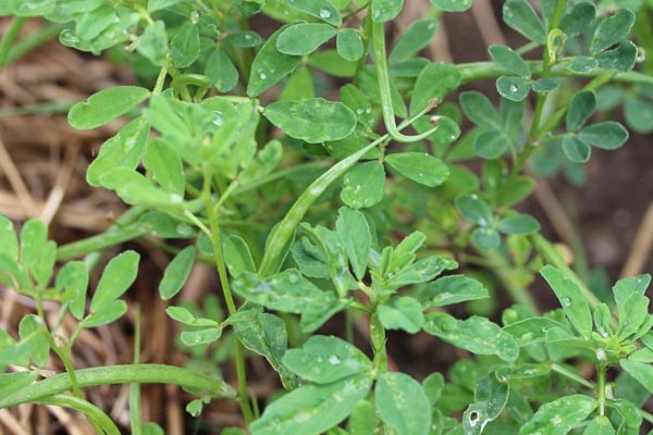 Trigonella foenum-graecum (Bockshornklee)