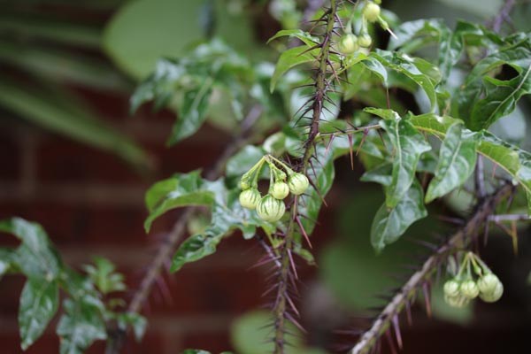 Solanum atropurpureum (Dunkelpurpurroter Nachtschatten)